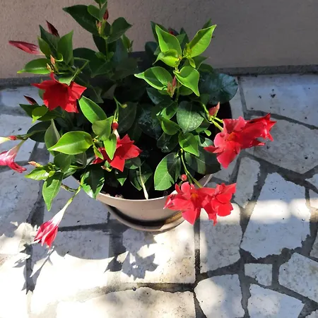 Stefania Apartament